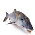 Fish and Sharks Guide New Revised Edition by Lyons Press Kindle eBook-0