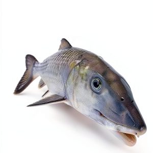 Fish and Sharks Guide New Revised Edition by Lyons Press Kindle eBook-0