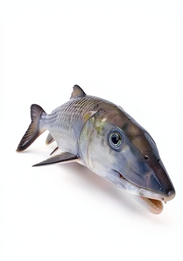 Fish and Sharks Guide New Revised Edition by Lyons Press Kindle eBook-0