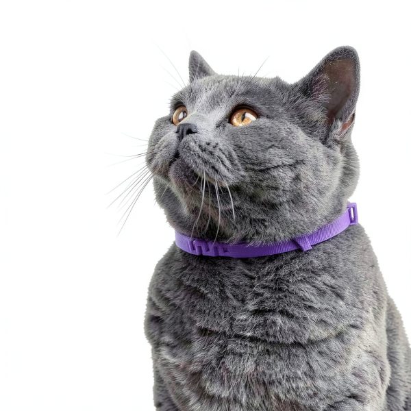 Calming Collar for Cats Guowo 4 Pack Purple Adjustable 15 Inch-2